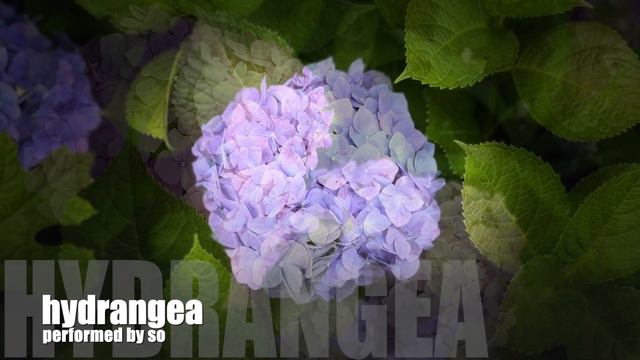 guitar instrumental music so - hydrangea slide with wah смотреть онлайн