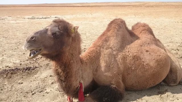 Пару слов о Казахстане на языке верблюдов смотреть онлайн