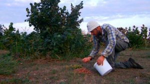 Фундук, Барселонский, урожай. 08.08.20