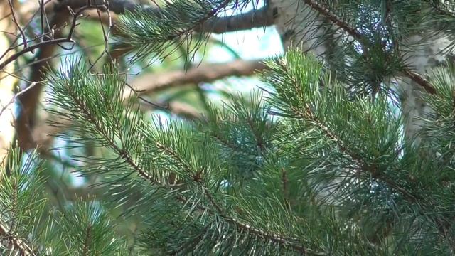 Настрой от высокого давления 1 Для женщин Лучший! Сытин (без муз.) смотреть онлайн