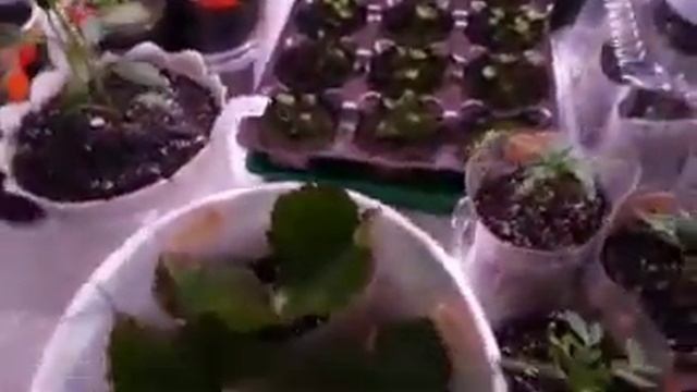 О РАССАДЕ И РОСТЕНИЯХ смотреть онлайн