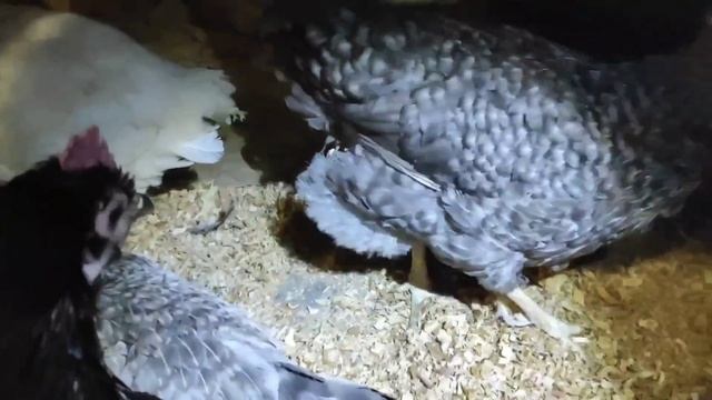 Все что осталось от 15 пород кур. смотреть онлайн