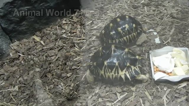 Новый Тульский экзотариум. смотреть онлайн