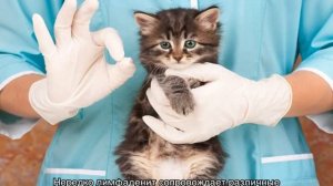 У кота опухла лапа и он хромает: что делать