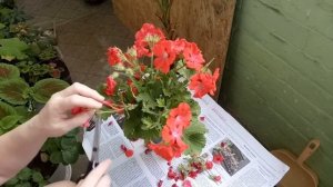 Удаляю отцветшие цветы пеларгонии