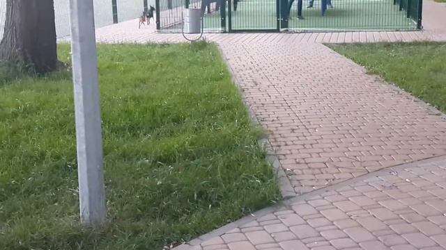 той-терьер_Бося_и_чихуа-хуа смотреть онлайн