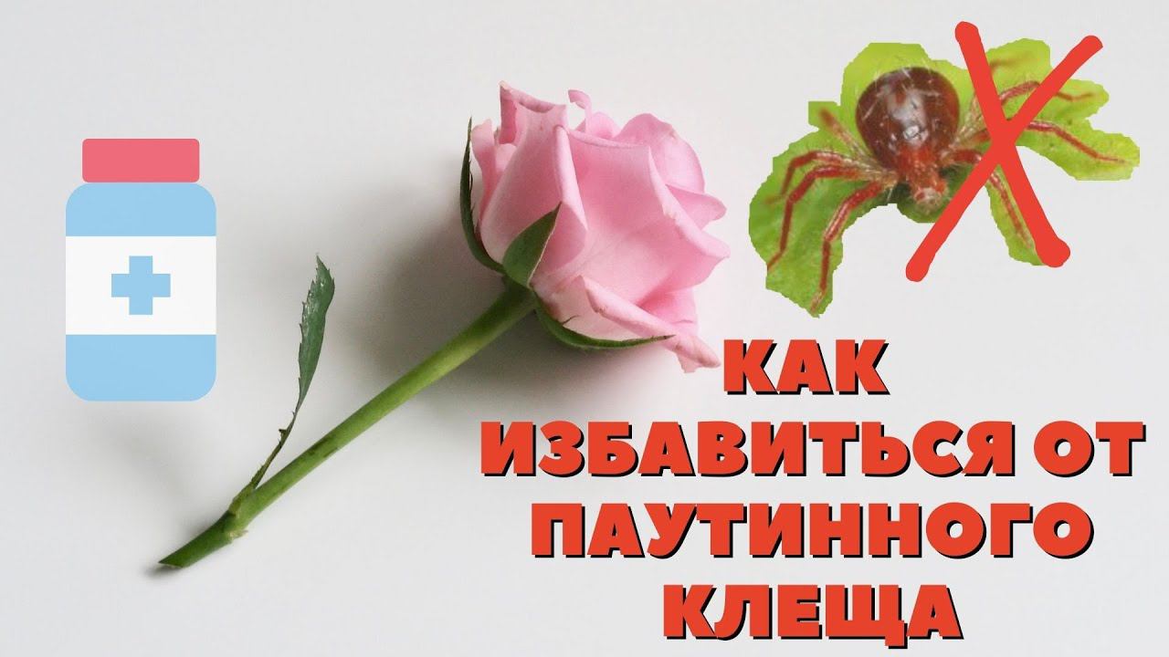 Паутинный клещ на розах. Готовимся к новому сезону. смотреть онлайн