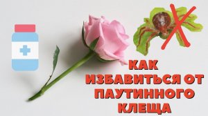 Паутинный клещ на розах. Готовимся к новому сезону.