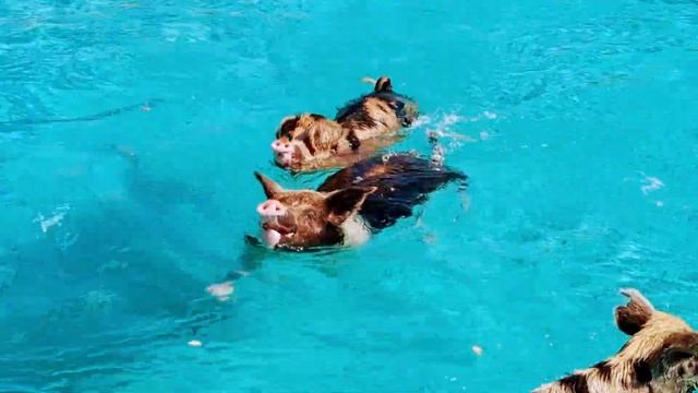 Swimming Pigs of the Bahamas - Visiting Big Major Cay’s “Pig Beach” смотреть онлайн
