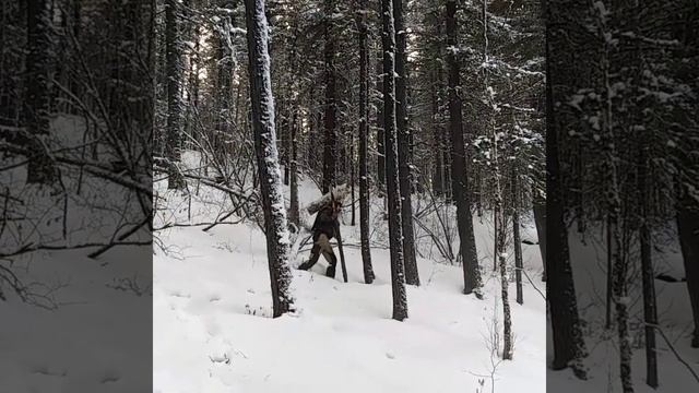 Забайкальское золото )) кедровая шишка !! смотреть онлайн