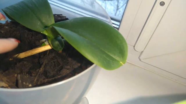 Размножение орхидей смотреть онлайн