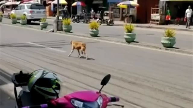 ДО СЛЁЗ!? Мама собака пыталась забрать сбитого щенка с дороги! смотреть онлайн