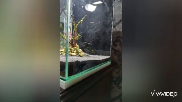 Aquarium/аквариум/запуск нового аквариума/декорация аквариума смотреть онлайн