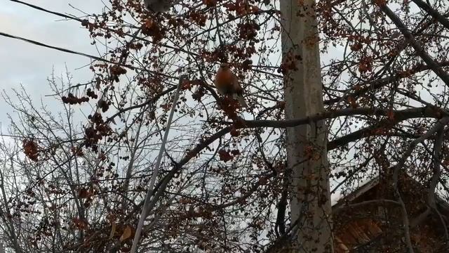 Ловля щура петлёй смотреть онлайн