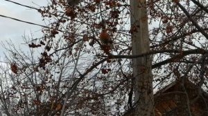 Ловля щура петлёй