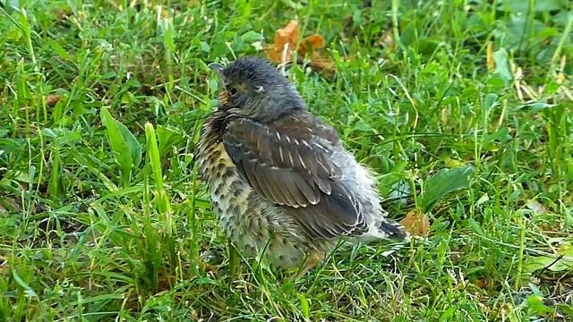 Футаж Птенец Дрозда Рябинника. Дрозд Рябинник Птенец. Писк Птенца. Птенцы пищат. Видеофутажи смотреть онлайн