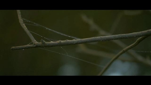 Sony Nex-6 Footage (Nature) смотреть онлайн