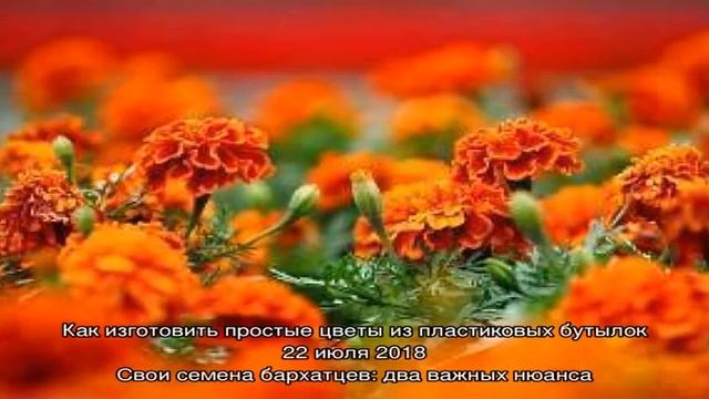 Как вырастить бархатцы на своем участке смотреть онлайн