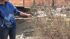 Как обрезать кустарники. Обрезка спиреи . Сайт sadovymir.ru