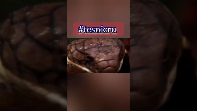 Королевская кобра не самая ядовитая змея ? #Shorts смотреть онлайн