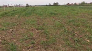 БИЗНЕС НА МАЛИНЕ || КАКОЙ СОРТ МАЛИНЫ ЛУЧШЕ ПОСАДИТЬ || самых урожайных сорт малины #малина