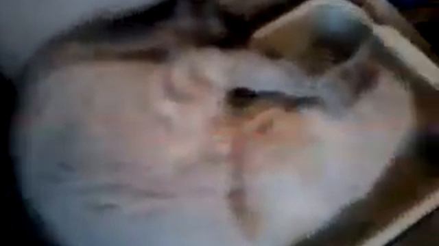 ЗАЧЕМ КОТУ ТУАЛЕТ? смотреть онлайн