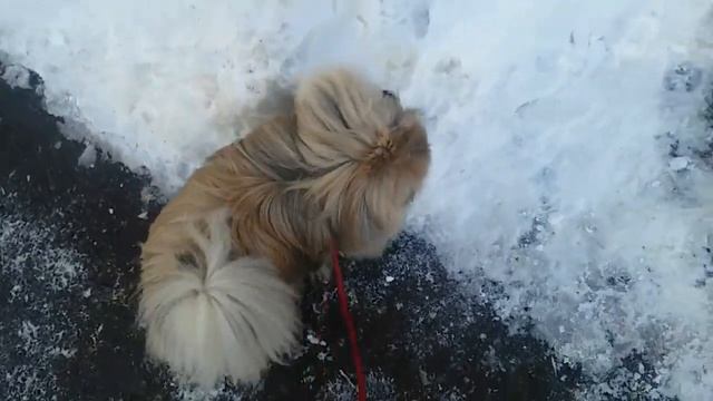 Как уговорить родителей на покупку щенка. смотреть онлайн