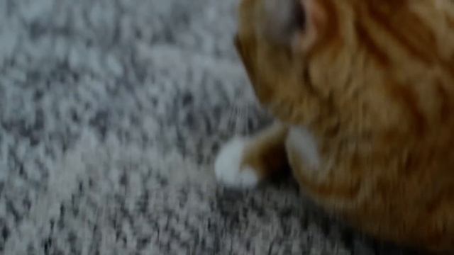 Nikon D5100 video test смотреть онлайн