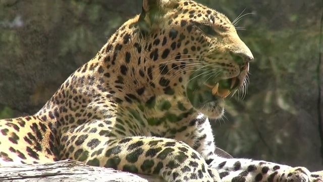 Tenerife - Jungle Park смотреть онлайн