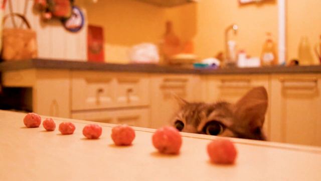 Не ешь, котиком станешь смотреть онлайн
