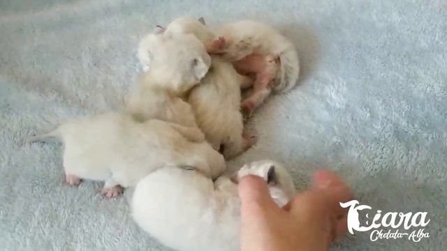 Что делать если у котенка закисают глазки ? смотреть онлайн