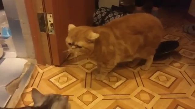 Принесли коту блин кошку) смотреть онлайн