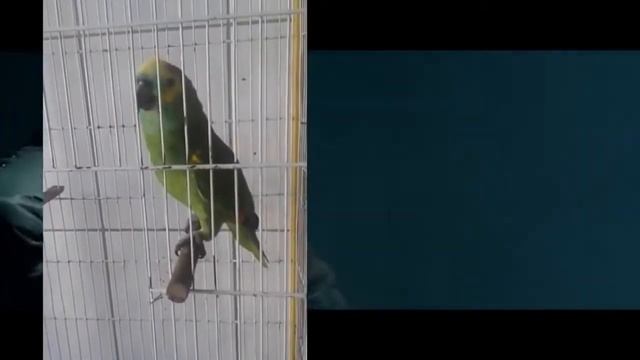 ПОПУГАЙ КЛЕВО ПЕРЕПЕВАЕТ ЭМИНЕМА И РИАННУ смотреть онлайн