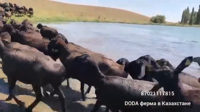 Гиссарские бараны — « DODA» ферма в Казахстане смотреть онлайн