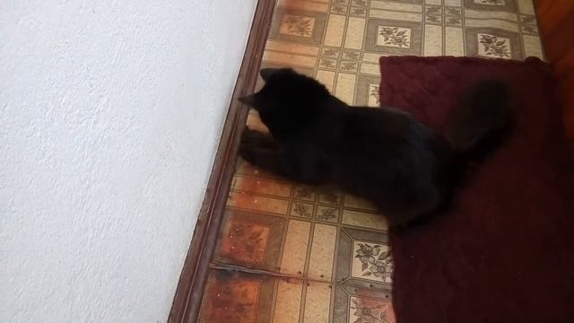 кот против мухи смотреть онлайн