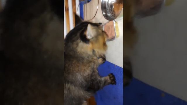 ? Быстрый ужин кота д-72 Паштет из индейки и кролика смотреть онлайн
