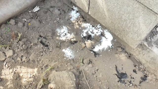 Как избавиться от муравьёв в огороде за 5 минут. 100% работает! смотреть онлайн