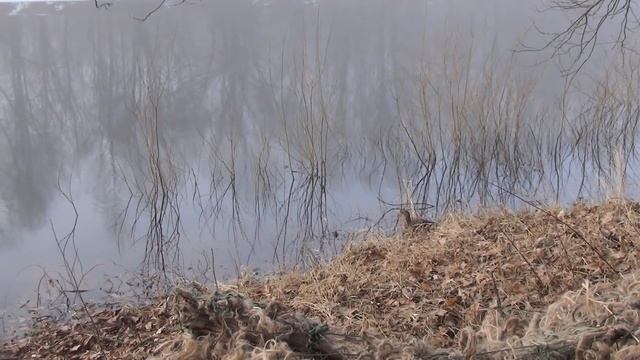 Открытие охоты с подсадными утками 2021г. смотреть онлайн