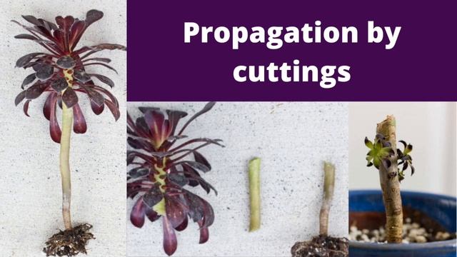 House Plant Profile: BLACK ROSE / BLACK AEONIUM - Aeonium Arboreum Care, Aeonium Zwartkop Care смотреть онлайн