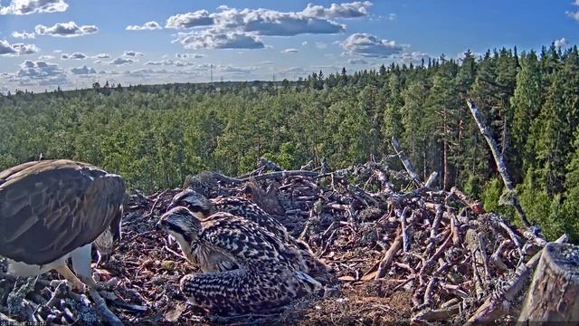 Estonian Osprey Nest (Marko & Miina) 2019 смотреть онлайн