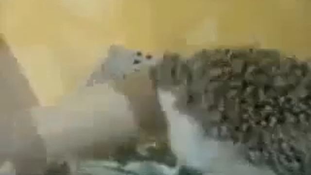 Ежики. Смешное видео #ежики смотреть онлайн