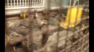 Месячные цыплята породы Кремовый Легбар, отделяем петушков.