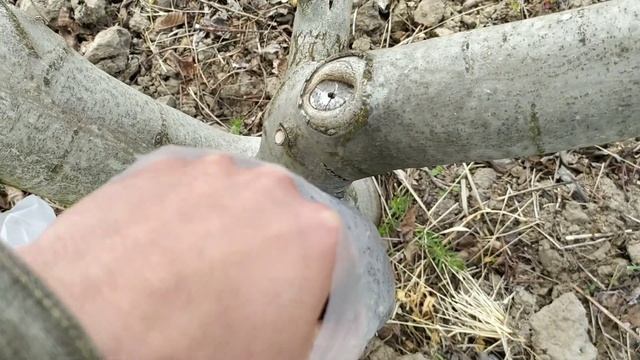 Прививка грецкого ореха в открытом грунте. Нюансы и ошибки. смотреть онлайн