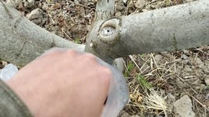 Прививка грецкого ореха в открытом грунте. Нюансы и ошибки.