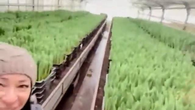 тюльпанчики любимые смотреть онлайн
