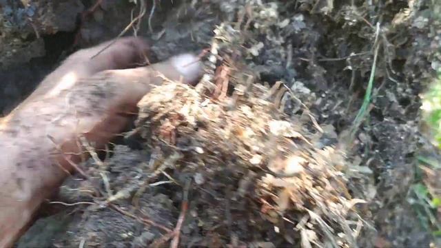Пересаживаю восьмилетние кусты голубики. смотреть онлайн