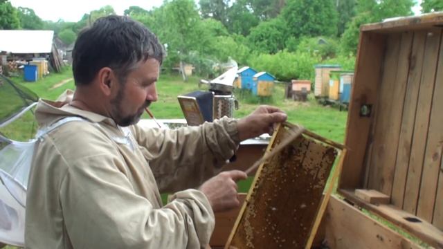 Пасеки белорусов. Гурбо Григорий смотреть онлайн