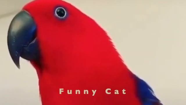 Приколы с попугаями #1 / Ржачные животные 2020 / Funny parrots смотреть онлайн