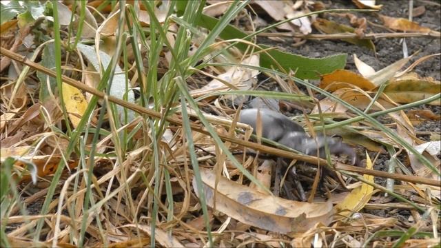 Жук олень / Lucanus cervus смотреть онлайн