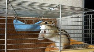 Домашний бурундук обустраивает норку